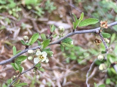 Prunus