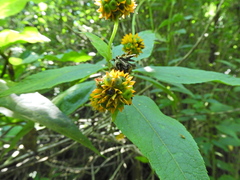 Tilesia baccata