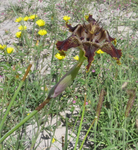 Ferraria glutinosa