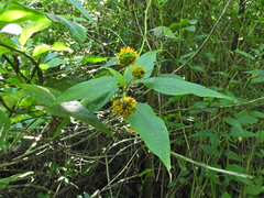 Tilesia baccata