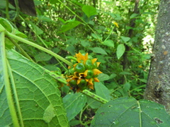 Tilesia baccata