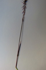Bouteloua triaena