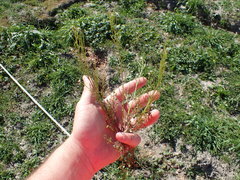Cardamine parviflora