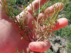 Cardamine parviflora