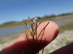 Cardamine parviflora