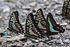 Graphium doson postianus