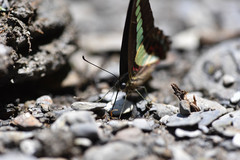 Graphium sarpedon connectens