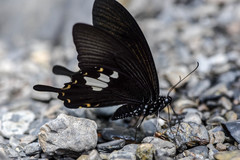 Papilio nephelus chaonulus