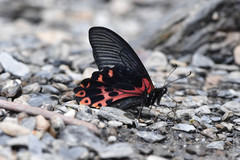 Papilio thaiwanus