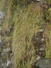 Poa anceps