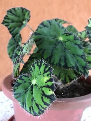 Begonia bowerae