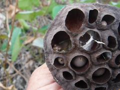 Osteopilus pulchrilineatus