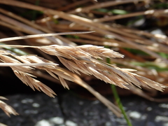 Poa anceps