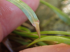 Poa anceps
