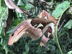 Attacus atlas formosanus