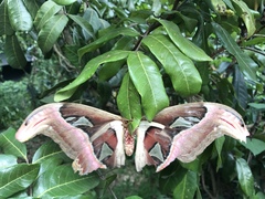 Attacus atlas formosanus