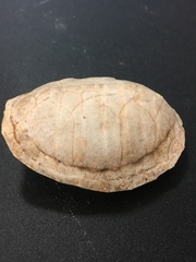 Sternotherus