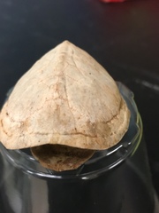 Sternotherus