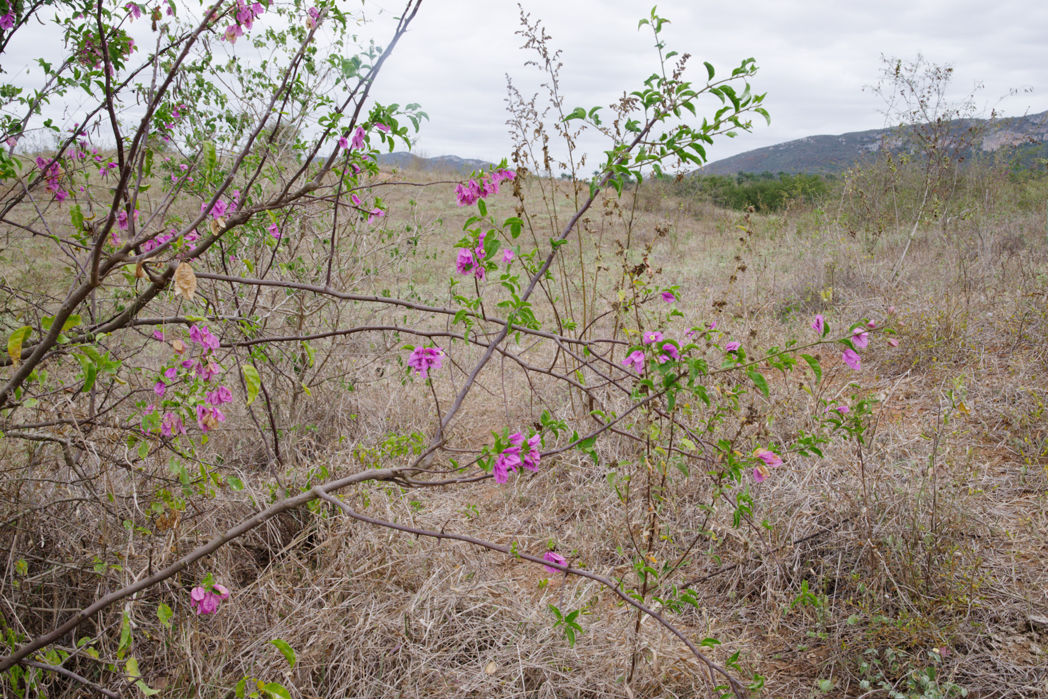 Bougainvillea glabra