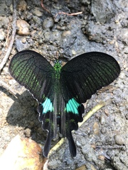 Papilio hermosanus