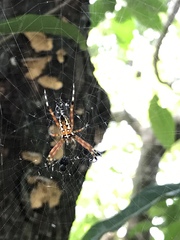Argiope ocula