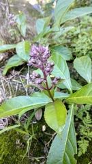 Rotheca myricoides