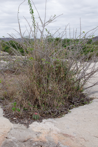 Pereskia bahiensis
