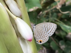 Jamides alecto dromicus