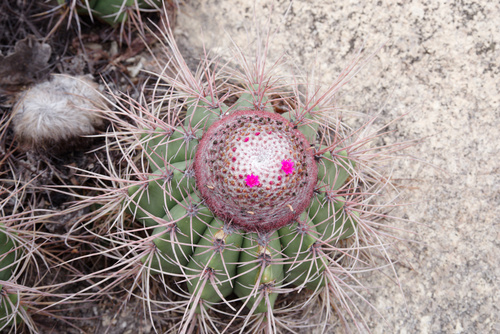 Melocactus ernestii