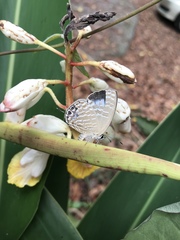 Jamides alecto dromicus