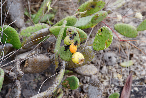 Tacinga subcylindrica