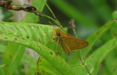Hylephila phyleus