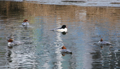 Mergus merganser