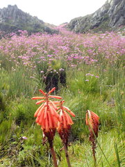 Kniphofia tabularis