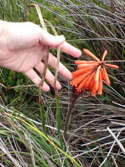 Kniphofia tabularis