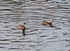 Tachybaptus ruficollis