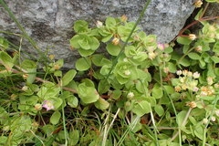 Crassula pellucida pellucida