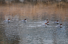 Mergus merganser