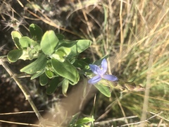 Megalochlamys revoluta cognata