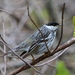 Blackpoll Warbler - Photo (c) Victor W Fazio III, some rights reserved (CC BY-NC-ND), uploaded by Victor W Fazio III
