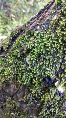 Spruceanthus polymorphus