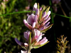 Amphithalea speciosa