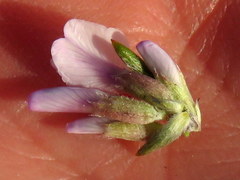 Amphithalea speciosa