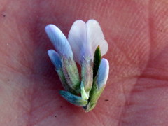 Amphithalea speciosa