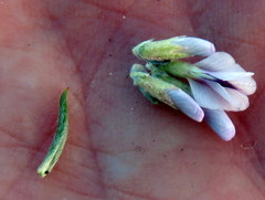 Amphithalea speciosa