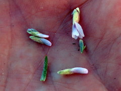 Amphithalea speciosa