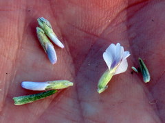 Amphithalea speciosa