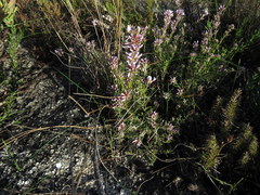 Amphithalea speciosa