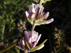 Amphithalea speciosa