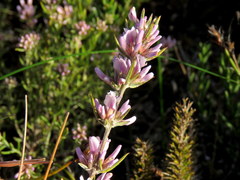 Amphithalea speciosa